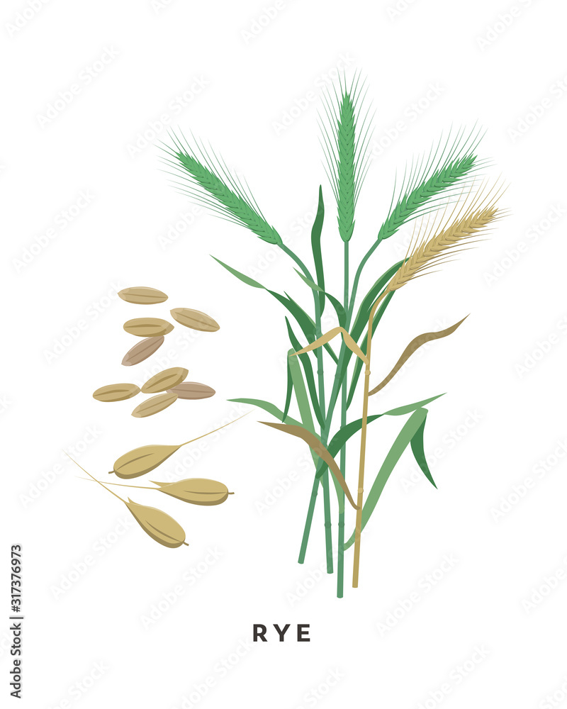Rye cereal grass and grains vector botanical illustration in flat