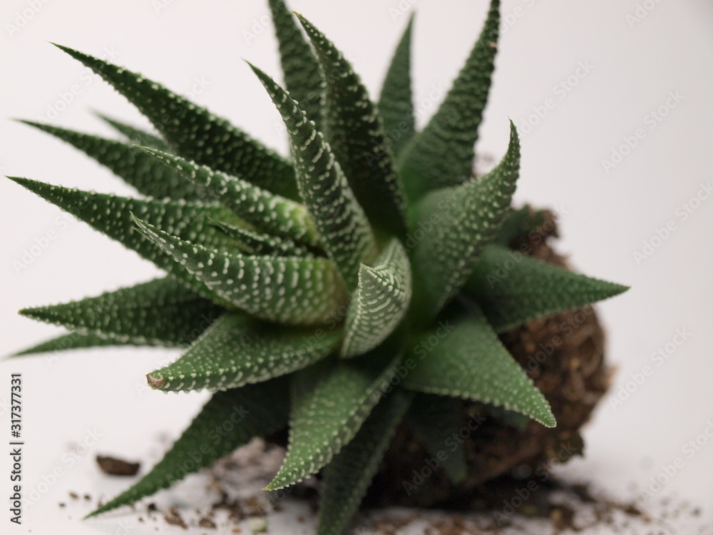 green succulents plants are shown close-up on a white background. green succulents plants are shown close-up on a white background.