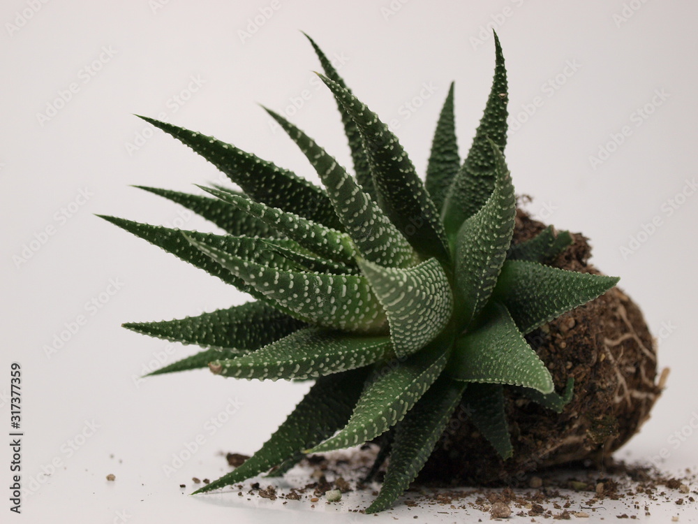 green succulents plants are shown close-up on a white background. green succulents plants are shown close-up on a white background.