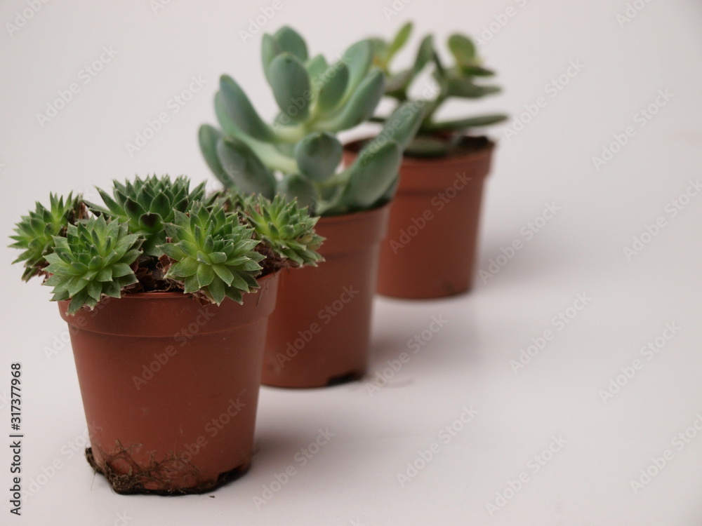 Fototapeta premium green succulents plants are shown close-up on a white background.