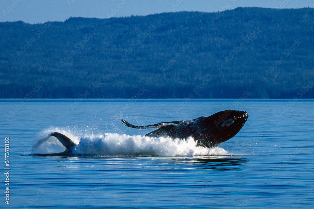 Fototapeta premium Humpback whale breaching in Alaska