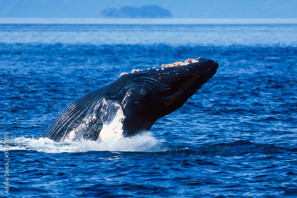 Fototapeta premium Humpback whale breaching in Alaska