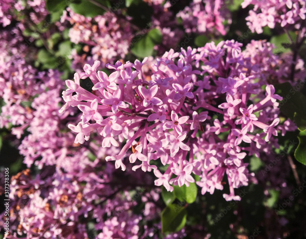 Blossoming Spring Lilacs