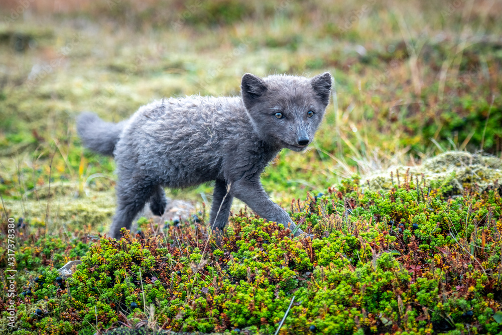 Fototapeta premium Arctic Fox Pup in Westfjords, Iceland
