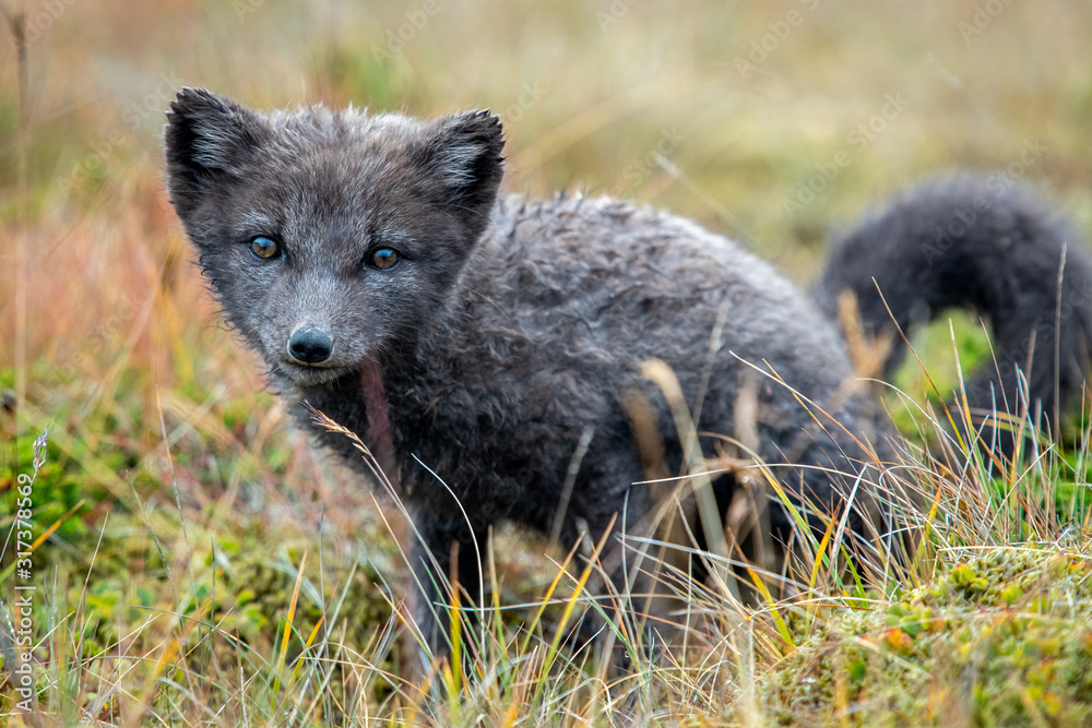 Arctic Fox Pup in Westfjords, Iceland Stock Photo | Adobe Stock