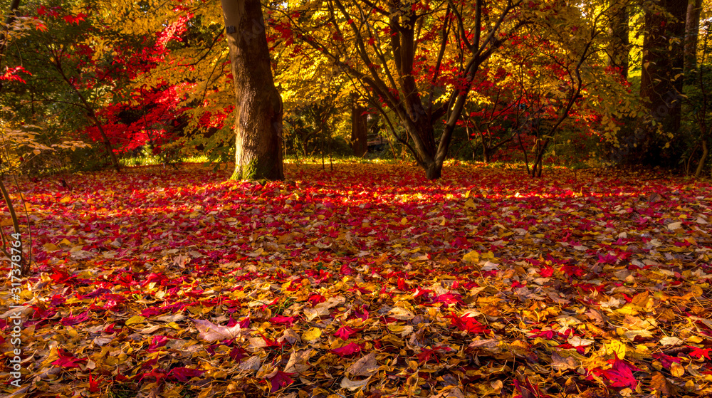 Beautiful red autumn leaves in park Beautiful red autumn leaves in park