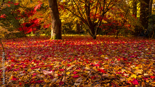 Beautiful red autumn leaves in park