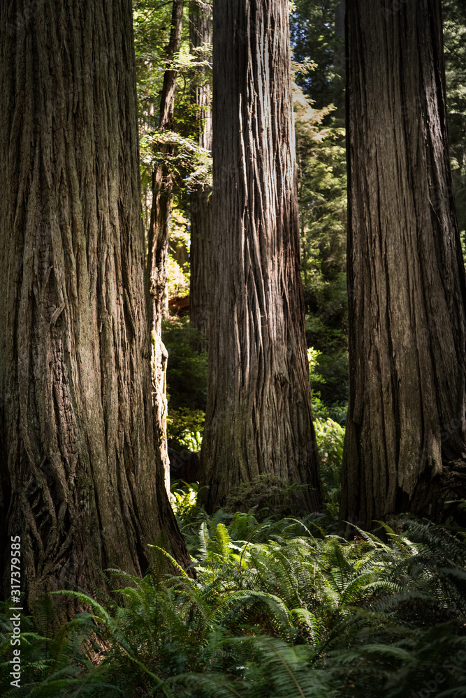 Redwood trees in Redwood forrest in California Redwood trees in Redwood forrest in California