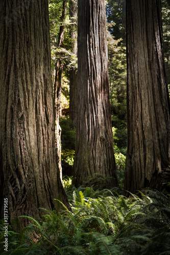 Redwood trees in Redwood forrest in California