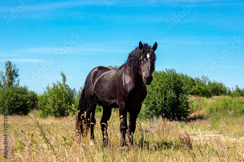 Brown and black horse standing on yellow and green grass background against the blue sky. © KatMoy