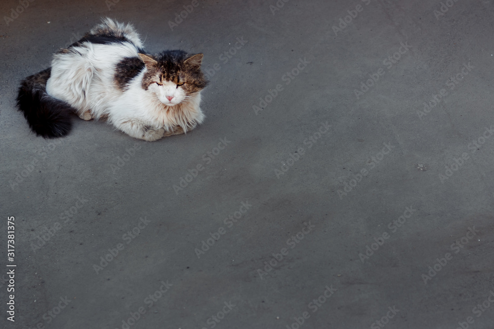 homeless cat on the pavement in the corner of the frame homeless cat on the pavement in the corner of the frame