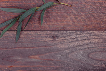 border frame made of branches eucalyptus on dark wooden background. lay flat, top view