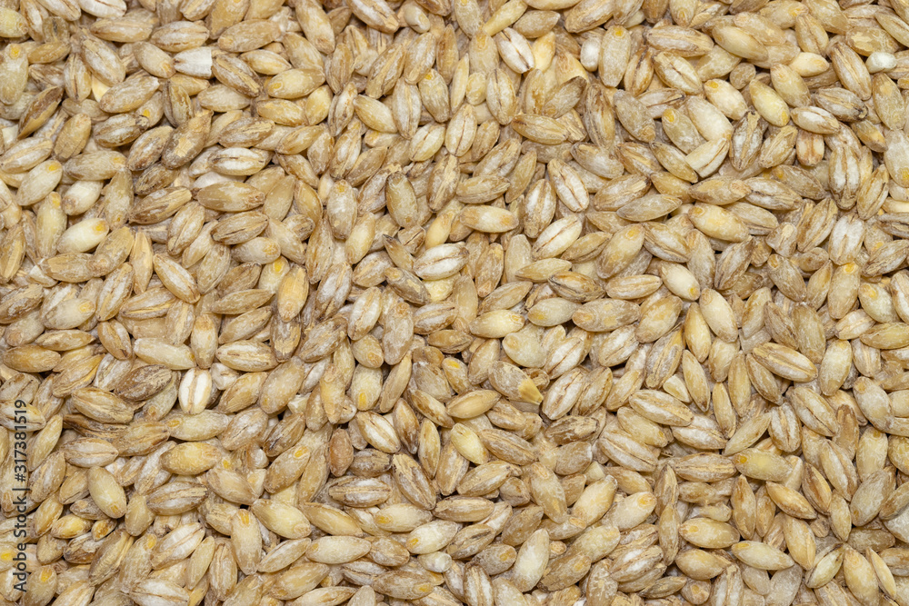 Pearl barley close up food background. Full frame