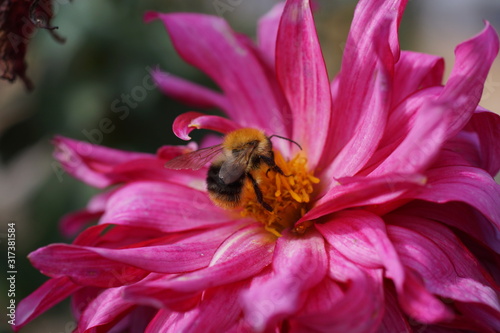 A close-up of a bee on a purple flower along with blurry background, honeybee that collects pollen