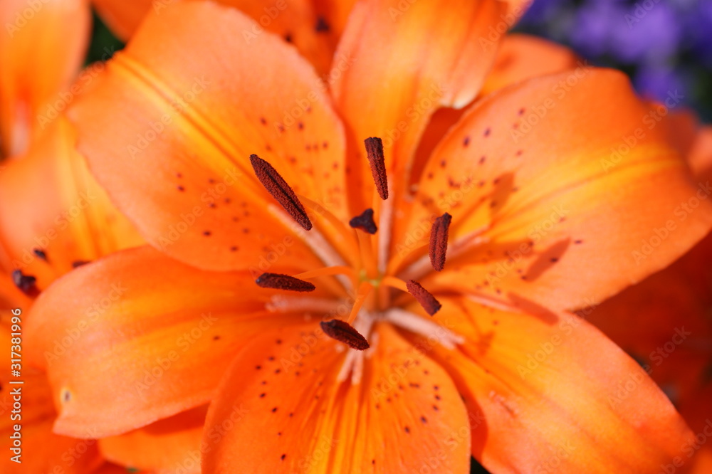close-up of a beautiful orange flower, macro, lily close-up of a beautiful orange flower, macro, lily