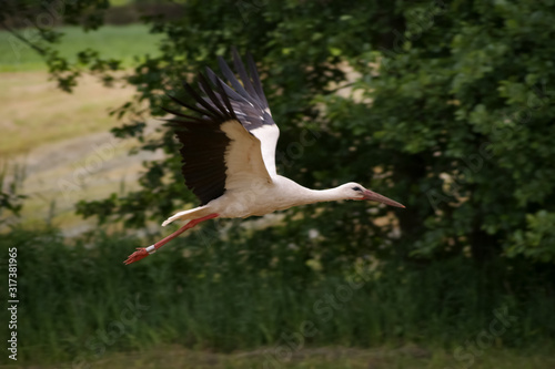 flying white stork (Ciconia ciconia) -  green grass and trees in the background, wildlife,