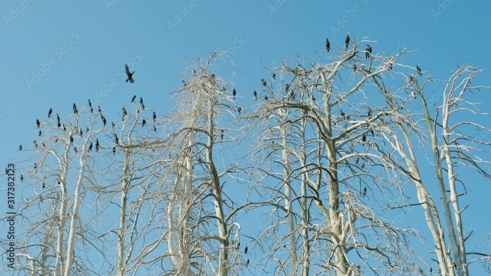 Texture of crown of trees with bare branches and black cormorants sitting on them against blue sky from top to bottom turn slide. Flock of birds sitting in trees. Cormorant flies in sky. Wildlife Texture of crown of trees with bare branches and black cormorants sitting on them against blue sky from top to bottom turn slide. Flock of birds sitting in trees. Cormorant flies in sky. Wildlife