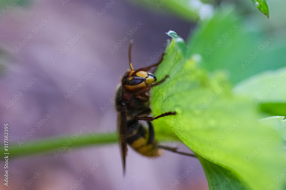 close-up, hornet on a green leaf, background with a soft bokeh close-up, hornet on a green leaf, background with a soft bokeh