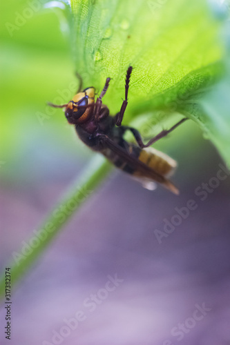 close-up, hornet on a green leaf, background with a soft bokeh © Peter Jesche