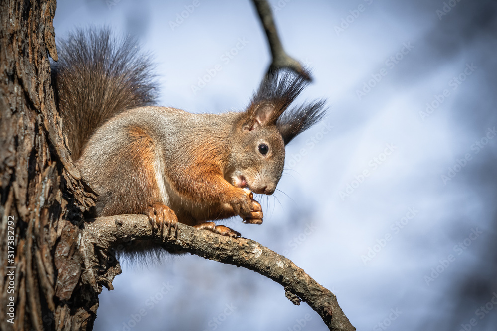 cute and funny squirrel adventures in the forest cute and funny squirrel adventures in the forest