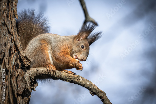 cute and funny squirrel adventures in the forest © Barbara C