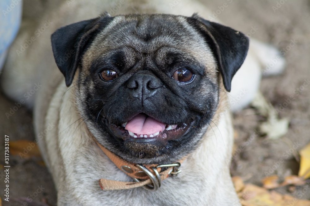 Obraz premium pug