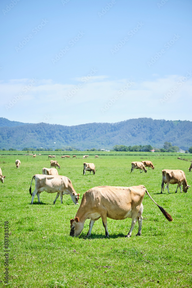 Dairy cows in open green field space in Australia after rain on a hot summer day