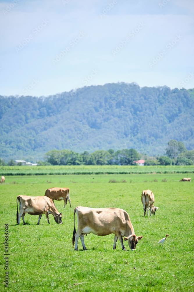 Dairy cows in open green field space in Australia after rain on a hot summer day Dairy cows in open green field space in Australia after rain on a hot summer day