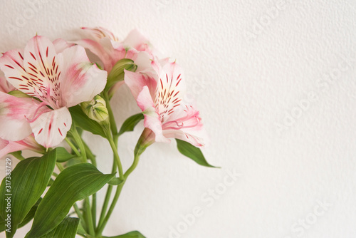 ピンク　花　美しい　白い壁とピンクの花　花　アップ　クローズアップ　余白　ホワイトスペース　文字スペース　コピースペース　空白　背景　背景素材　グラフィック背景　グラフィック素材　横　自然光　光　