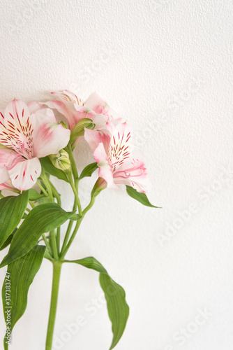 シンプルな背景のピンクの花