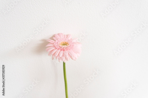 白背景　一輪　ベビーピンクのガーベラ　横　１　淡いピンク　色　余白　文字スペース　コピースペース　ホワイトスペース　グラフィック素材　背景素材　背景　花　写真