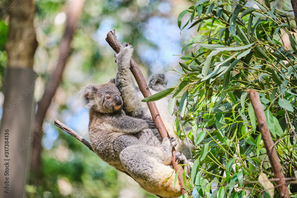 Baby koala bear on mums back walking around animal sanctuary in Australia