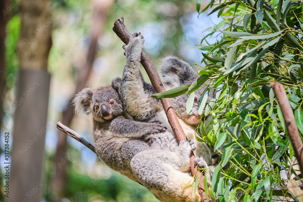 Fototapeta premium Baby koala bear on mums back walking around animal sanctuary in Australia