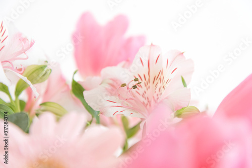 ピンクの花　アップ　クローズアップ　ピンク系の花とグリーン　素材　室内　屋内　自然光　ホワイトスペース　コピースペース　文字スペース　横　背景素材　背景　グラフィック素材　　白　緑　ピンク　春　季節　スイートピー