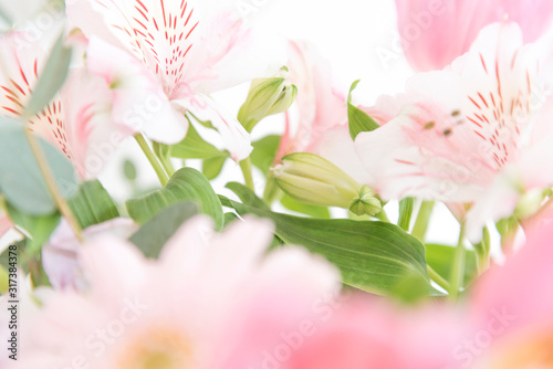 ピンクの花　アップ　クローズアップ　ピンク系の花とグリーン　素材　室内　屋内　自然光　ホワイトスペース　コピースペース　文字スペース　横　背景素材　背景　グラフィック素材　　白　緑　ピンク　春　季節　スイートピー