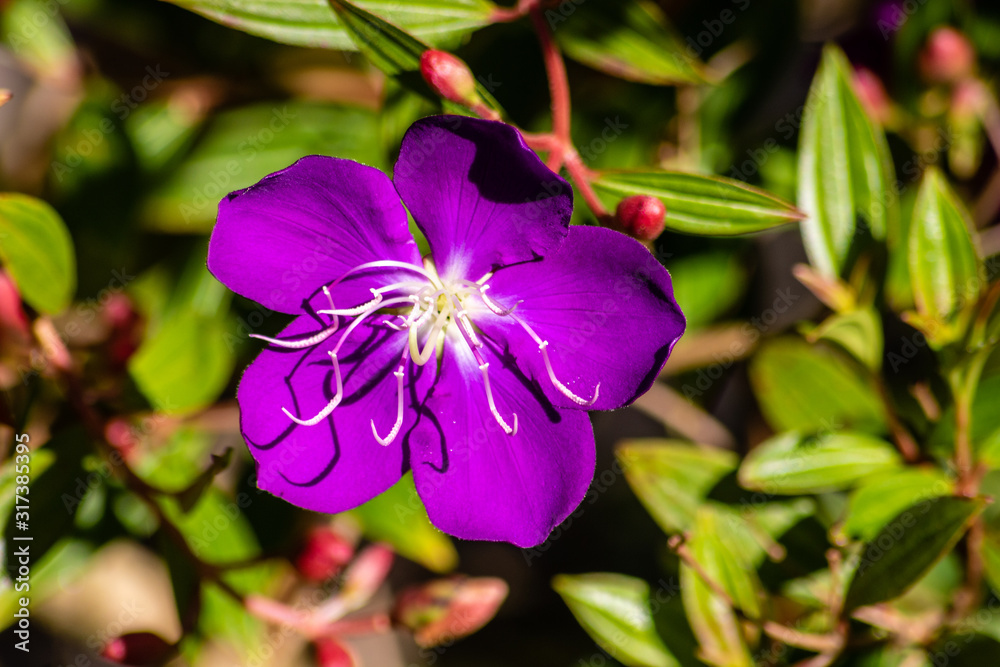 Princess flower Princess flower