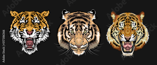 Tiger vector set collection graphic clipart design