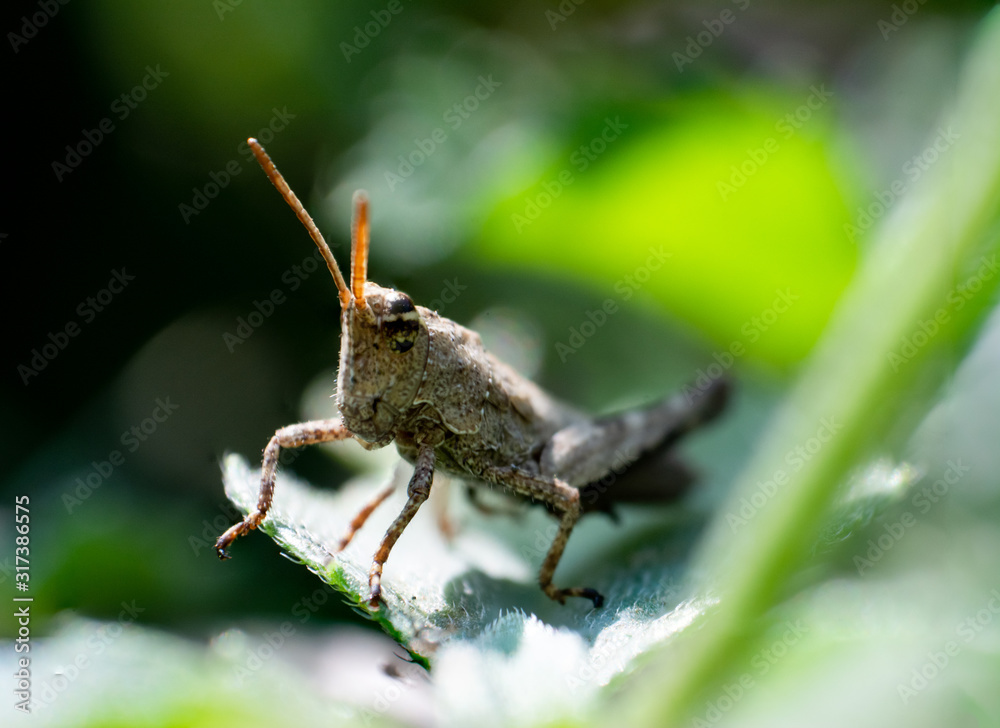 Fototapeta premium grillo