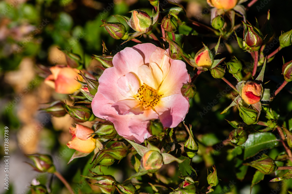 Obraz premium Pink rose