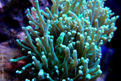 Green Toxic Euphyllia Torch LPS Coral - Euphyllia Grabrescens 