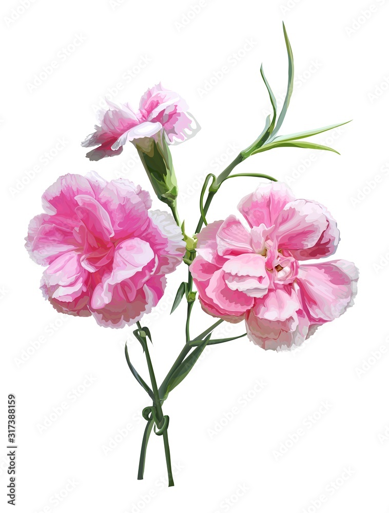 Carnation flower isolated vector illustration