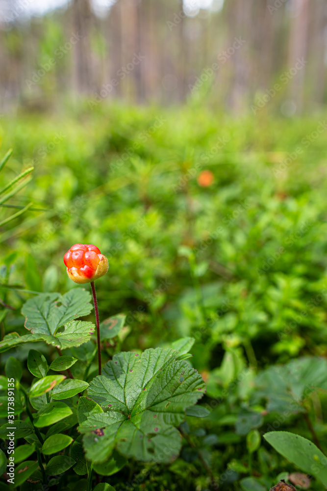 Ripening northern berry cloudberry Rubus chamaemorus, on a blurred background of greenery, in the forest. Ripening northern berry cloudberry Rubus chamaemorus, on a blurred background of greenery, in the forest.