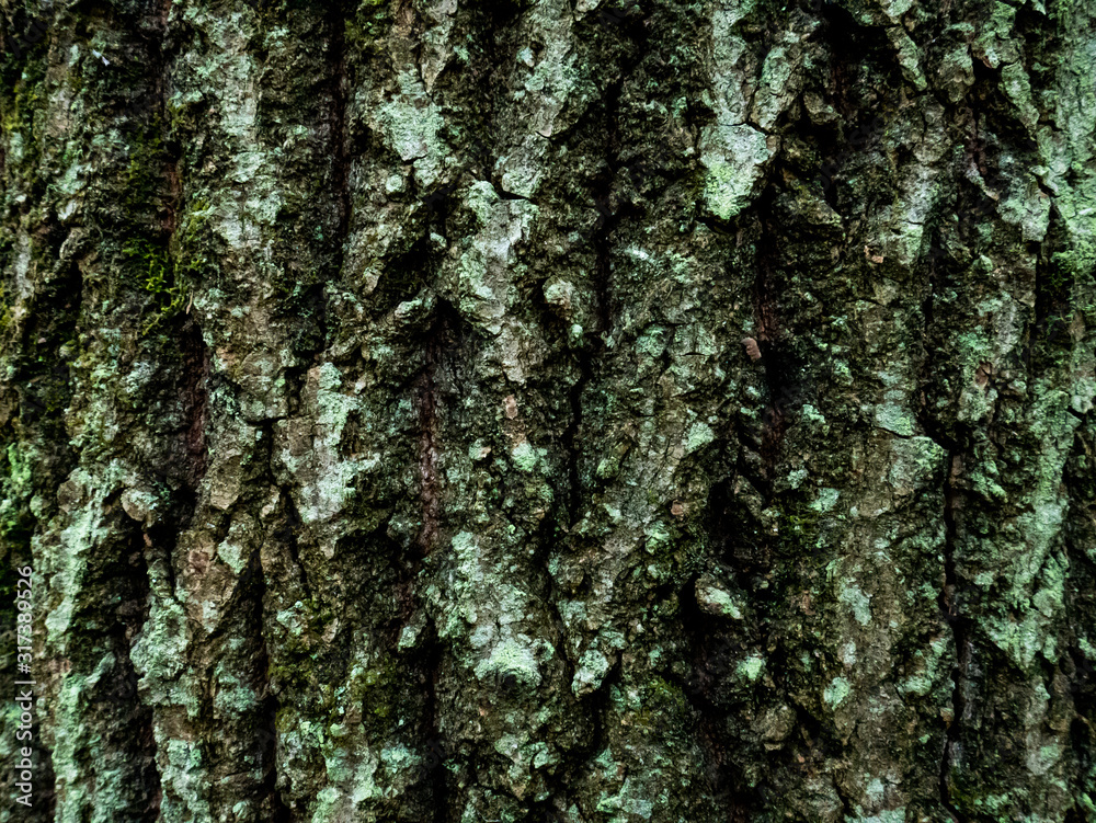 Colorful saturated bark of wood. The woody texture Colorful saturated bark of wood. The woody texture
