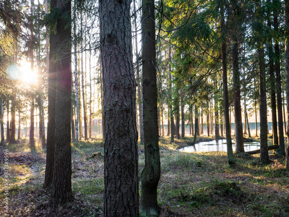 Beautiful green leafy and coniferous forest. Beautiful green leafy and coniferous forest.