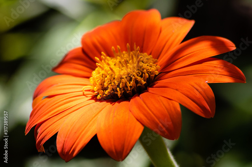 Mexican sunflower