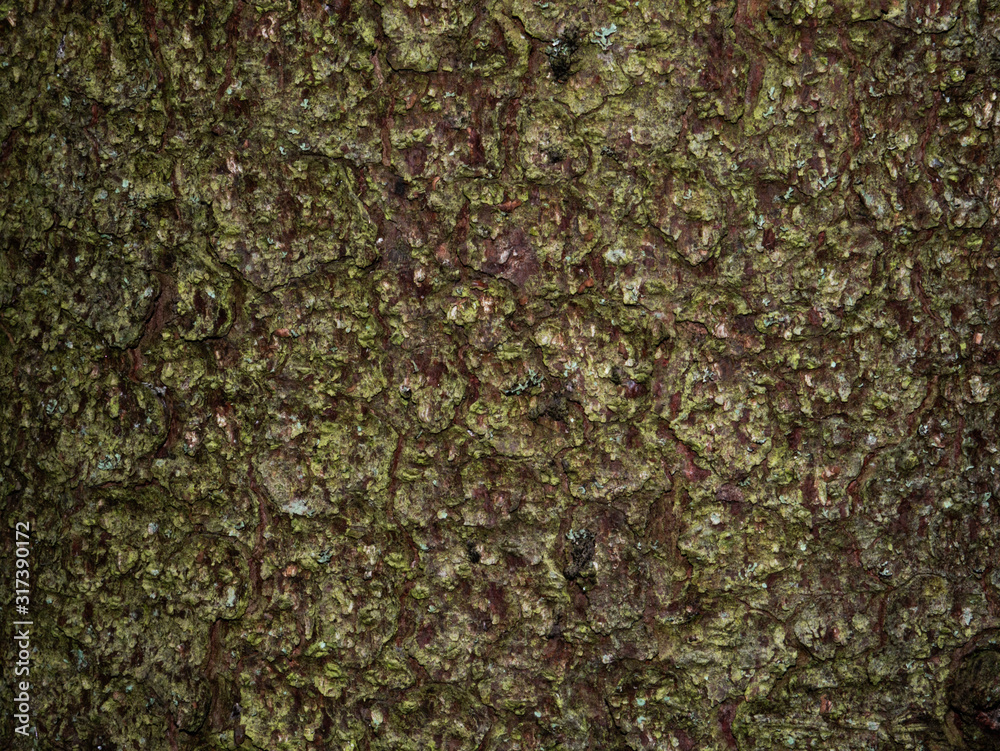 Colorful saturated bark of wood. The woody texture Colorful saturated bark of wood. The woody texture
