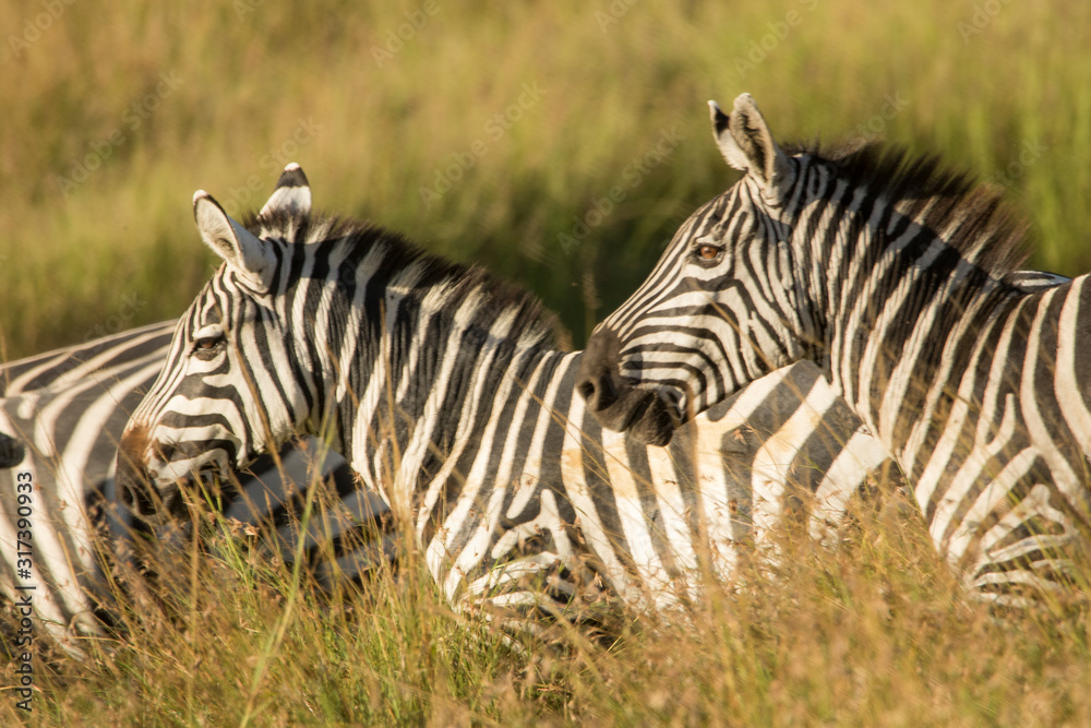 Naklejka premium Zebre