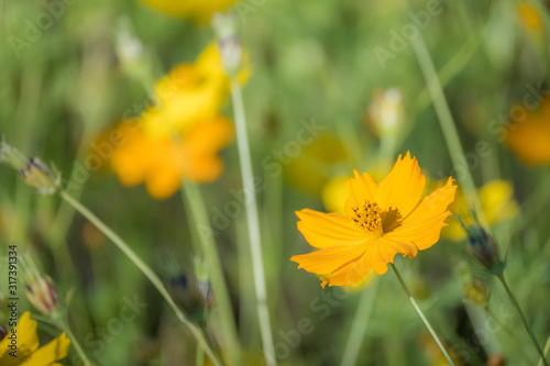 Cosmos flowers on field with green leaves background, Close-up flower