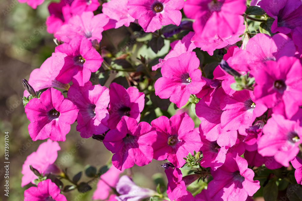 Petunia flowers in a pot on the balcony. Summer flowering. Petunia flowers in a pot on the balcony. Summer flowering.