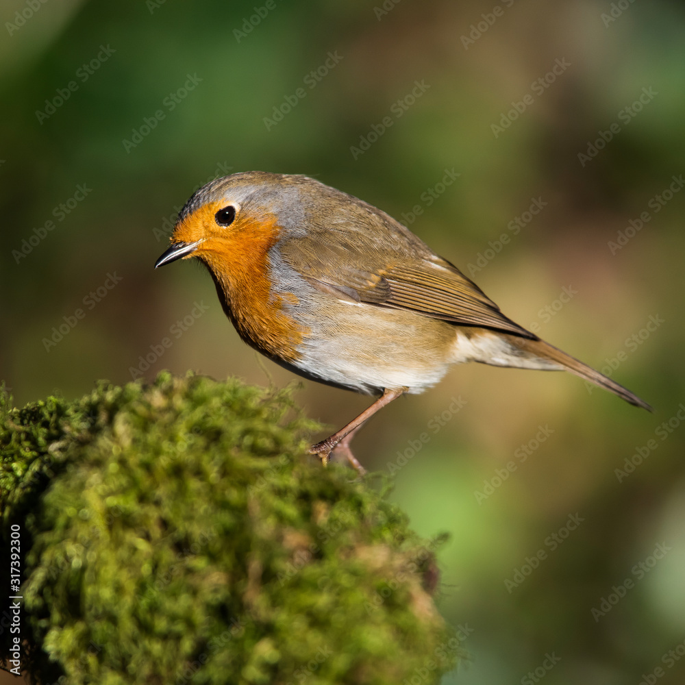 European Robin in his environment. His Latin name is Erithacus rubecula. European Robin in his environment. His Latin name is Erithacus rubecula.